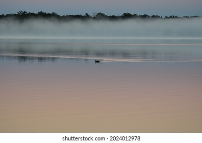 Duck Paddling At First Light