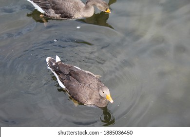 Duck Paddling On The Lake