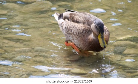 Duck Paddling Through Water In Wales