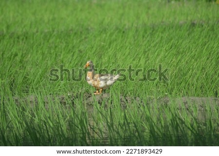 A Duck in the paddy field.