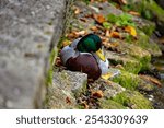 Duck in Park, Animal background