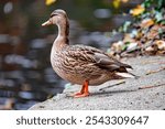 Duck in Park, Animal background