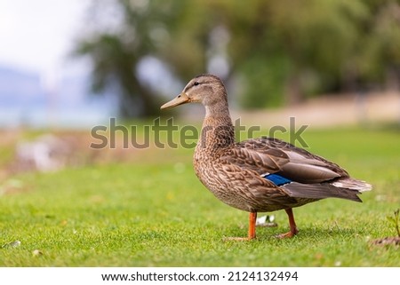 Duck in the park by the lake or river. Nature wildlife mallard duck on a green grass. Close up ducks, see the details and expressions of ducks. Travel photo, selective focus, blurred background.