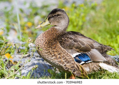 Hurt Duck Photos And Images 