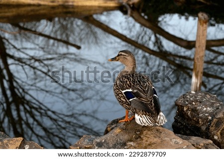 A duck perched on a rock at the water's edge in winter