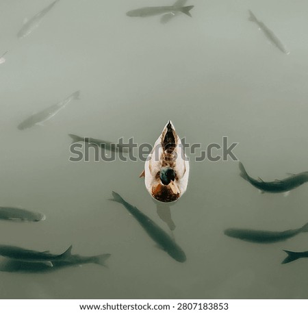 Duck with a pond of fish