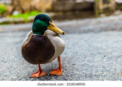 Duck Posed Camera Stock Photo 1018148950 | Shutterstock