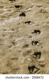 Duck Prints Through The Sand