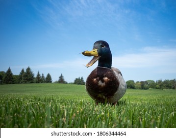 Duck Quacking In The Grass 