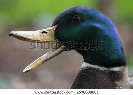Duck quacking happily side profile  