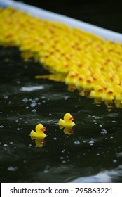 Duck Race. Yellow Ducklings. Rubber Duckling.