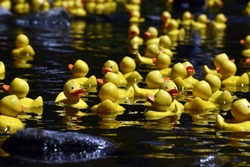 Duck Racing On A River