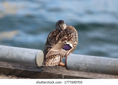 Duck Relaxing At The Harbour Front Downtown Toronto 