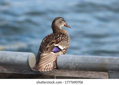 Duck Relaxing At The Harbour Front Downtown Toronto 