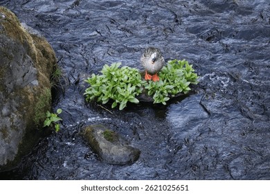 A Duck Resting on a Floating Patch of Green in a Flowing Stream