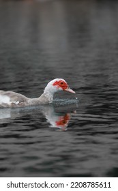 Duck In River At Madeira Islands