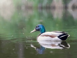 Duck, River, Water, Summer, Day