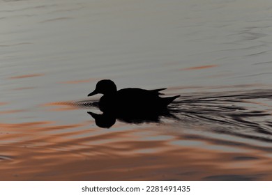 duck silhouette and reflection in water - Powered by Shutterstock