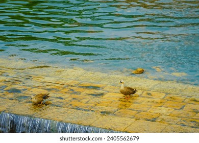 Duck silhouette swimming on the surface of the water - Powered by Shutterstock