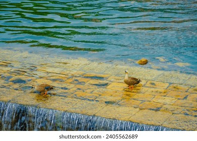 Duck silhouette swimming on the surface of the water - Powered by Shutterstock