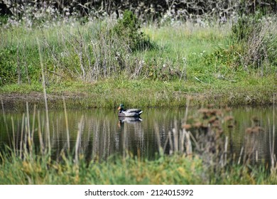 Duck sitting on a pond 