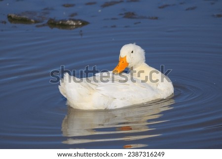 A duck sitting quietly in a small lake and grooming its feathers, photo taken in autumn on a sunny day.
