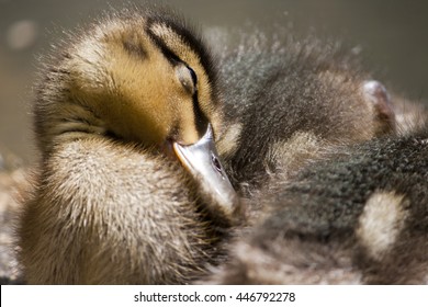 Duck Sleeping