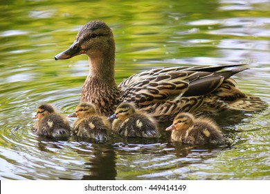 Duck And Small Ducklings