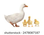 Duck and small fluffy ducklings on white background