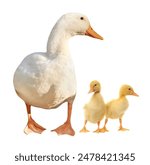 Duck and small fluffy ducklings on white background