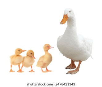 Duck and small fluffy ducklings on white background