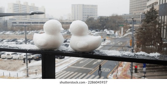 duck, snow, winter, cute, two - Powered by Shutterstock