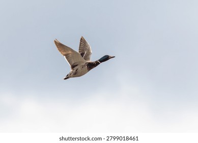 Duck soars against a soft, cloudy sky. Wings spread wide as it glides through air. Feathers show contrast of white, grey, and dark. Mottled plumage highlights natural grace in flight