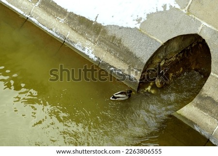 Duck and spleen bask in wastewater from a pipe into the river in winter