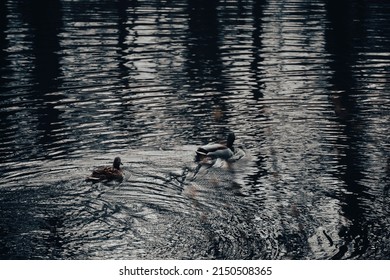 Creeping bird Images, Stock Photos & Vectors | Shutterstock