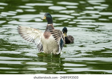 A duck spreads its wings over the green water of a lake, while another duck swims calmly behind, showcasing the beauty of aquatic life - Powered by Shutterstock
