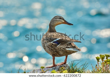 Duck stand next to a pond or lake with bokeh background
