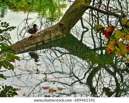 Duck standing on tree trunk in the lake of the Parc de la Tete d'Or, in Lyon, France.