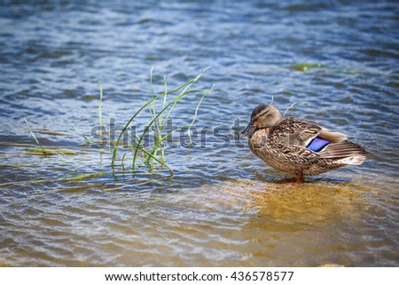 Duck standing in water near grass
