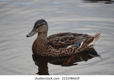 Duck standing in the waterr