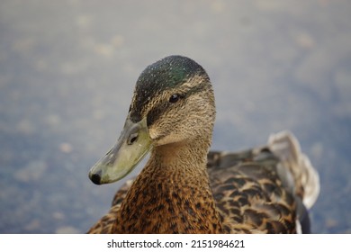 Duck standing in the waterr