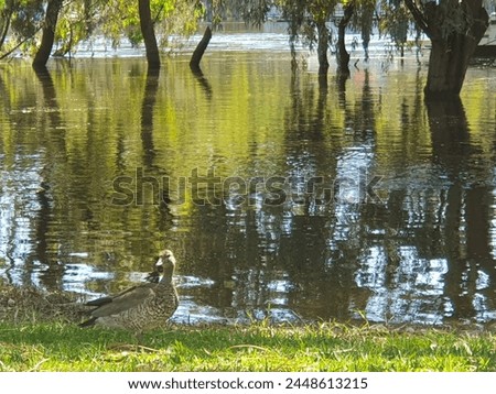 A duck stands on bright green grass on the broken bank of a flooded river. Immersed tree trunks visible in the background with rippled reflections in the green, brown and dark olive coloured water.