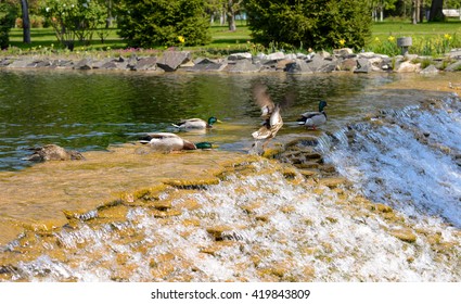 duck stands on the rocks at the lake in a beautiful park, waterfall on the lake in a beautiful park