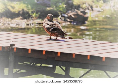 The duck stands on a wooden pier - Powered by Shutterstock