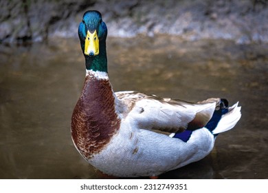 Duck staring to the people - Shutterstock ID 2312749351