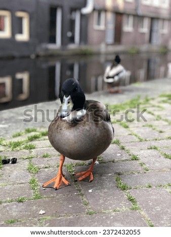 Amsterdam’s duck Street Scene: Two ducks by the canal’s edge, vanaf houses reflecting on the mirrored water, bringing charm to the city’s heart.