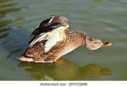 1,751 Duck stretching Images, Stock Photos & Vectors | Shutterstock