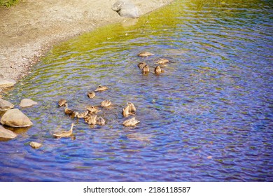 Duck Swim In Kennebec River In Maine State