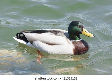 Duck Swimming Images, Stock Photos & Vectors  Shutterstock