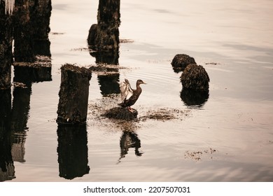 A Duck Swimming Around Old Dock Posts 